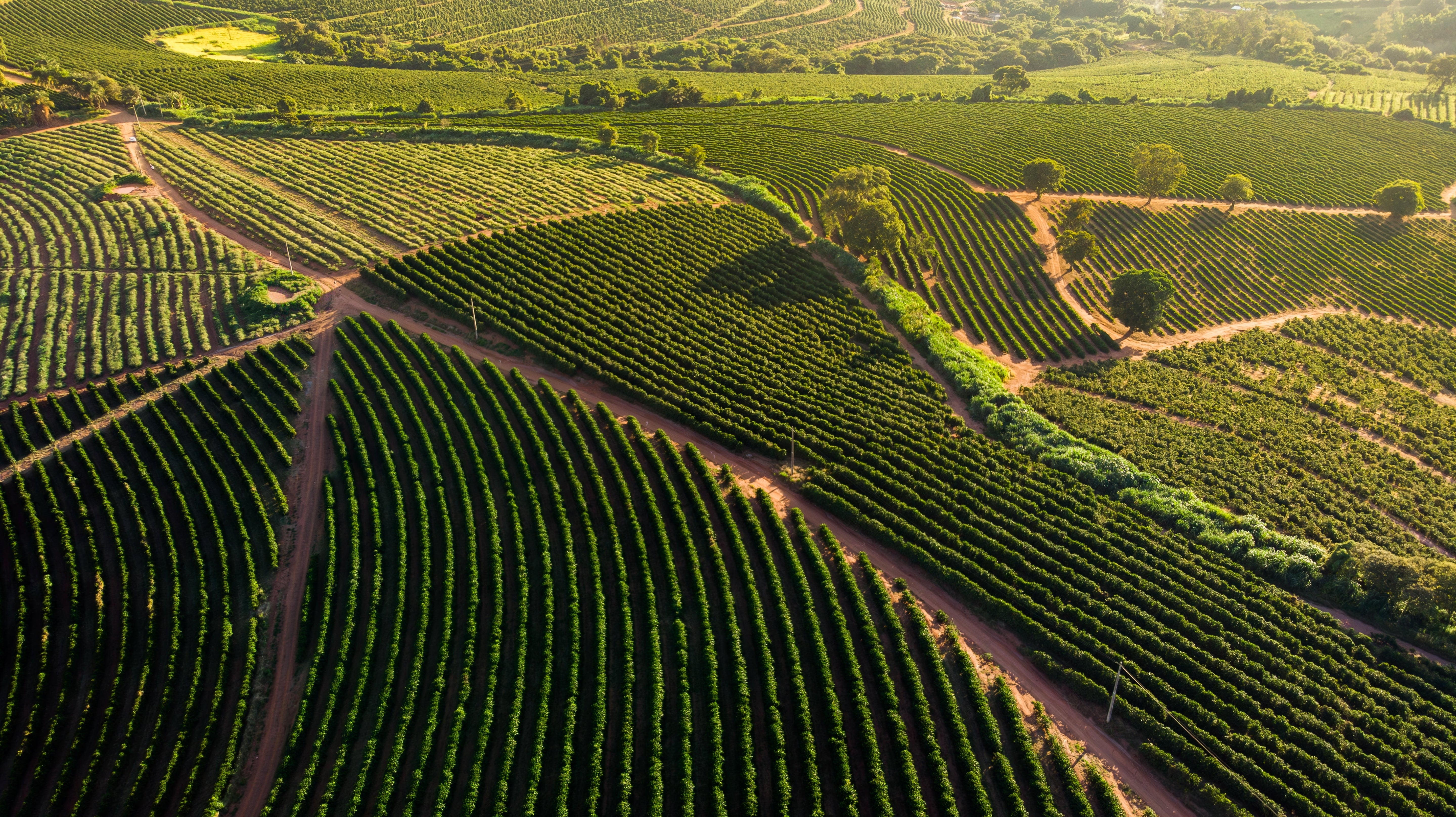 Brazilian Green Coffee Beans