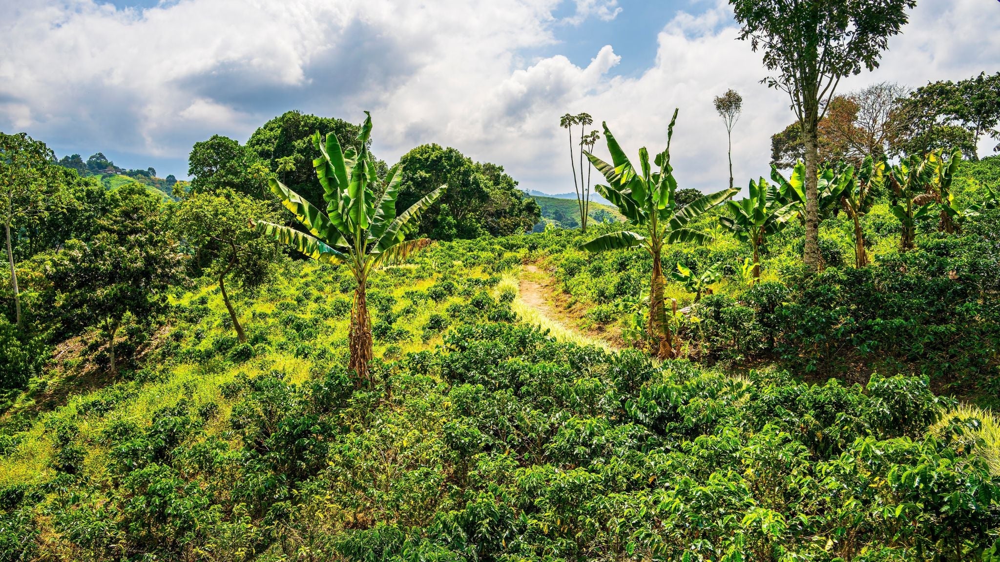 Colombian Green Coffee Beans