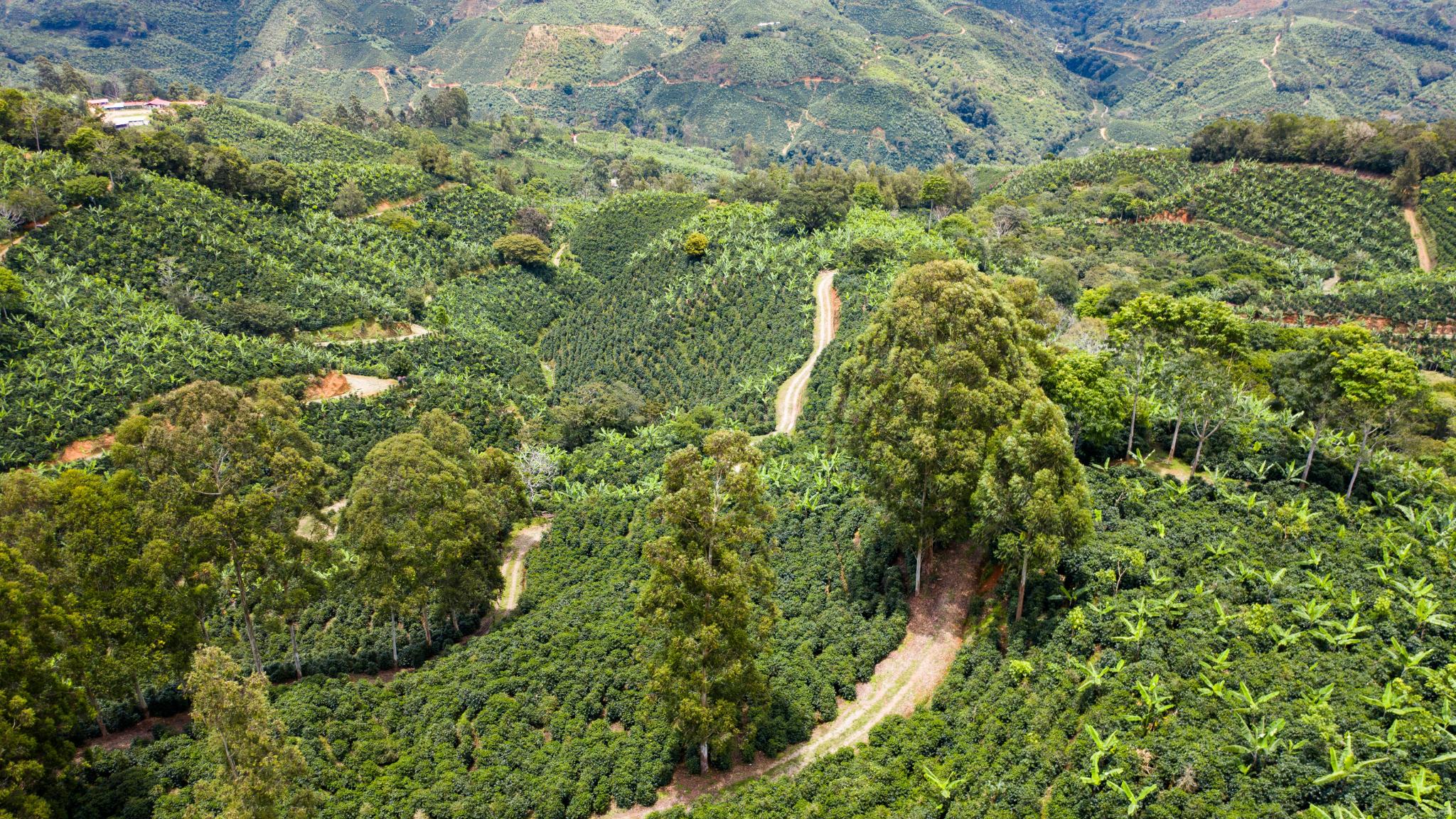 Costa Rican Green Coffee Beans