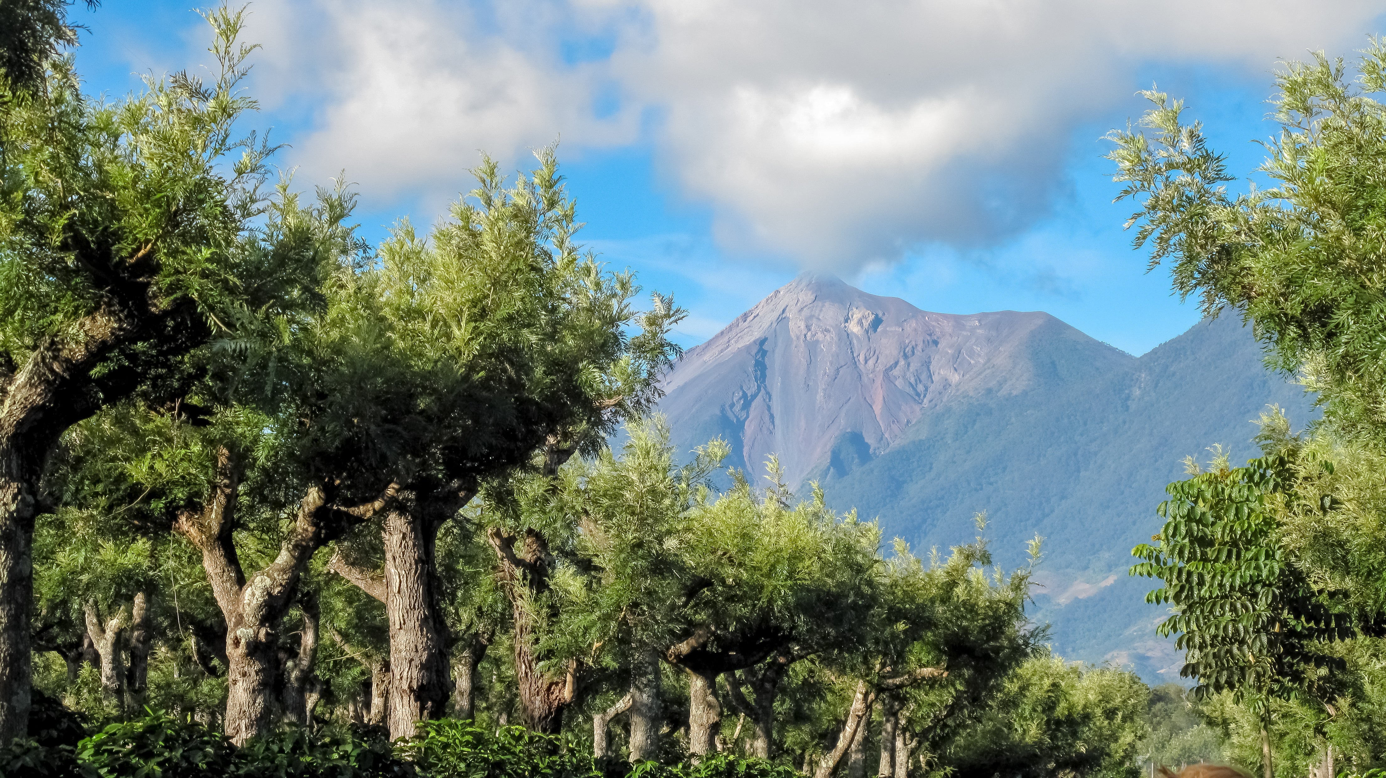 Guatemalan Green Coffee Beans
