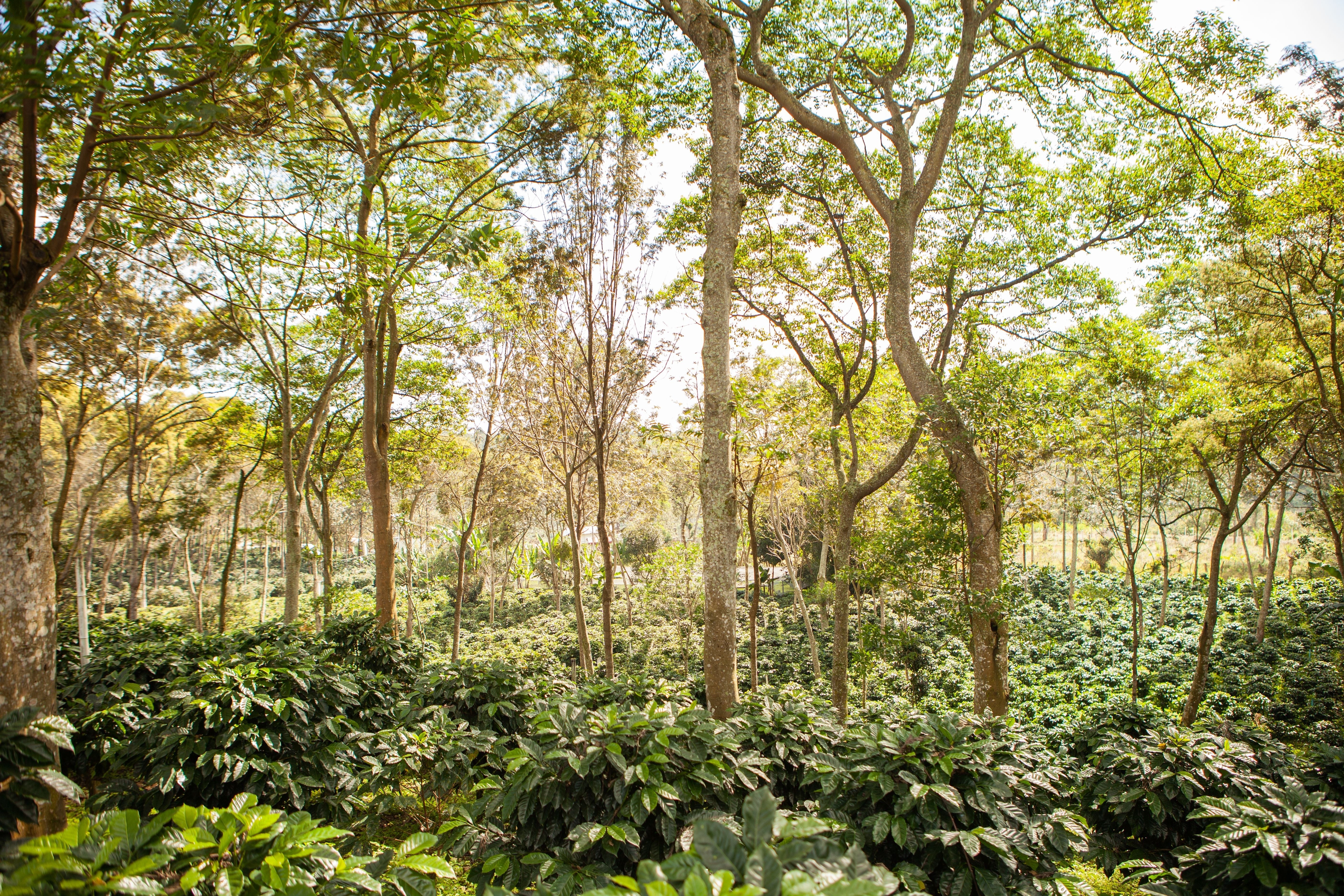 Mexican Green Coffee Beans