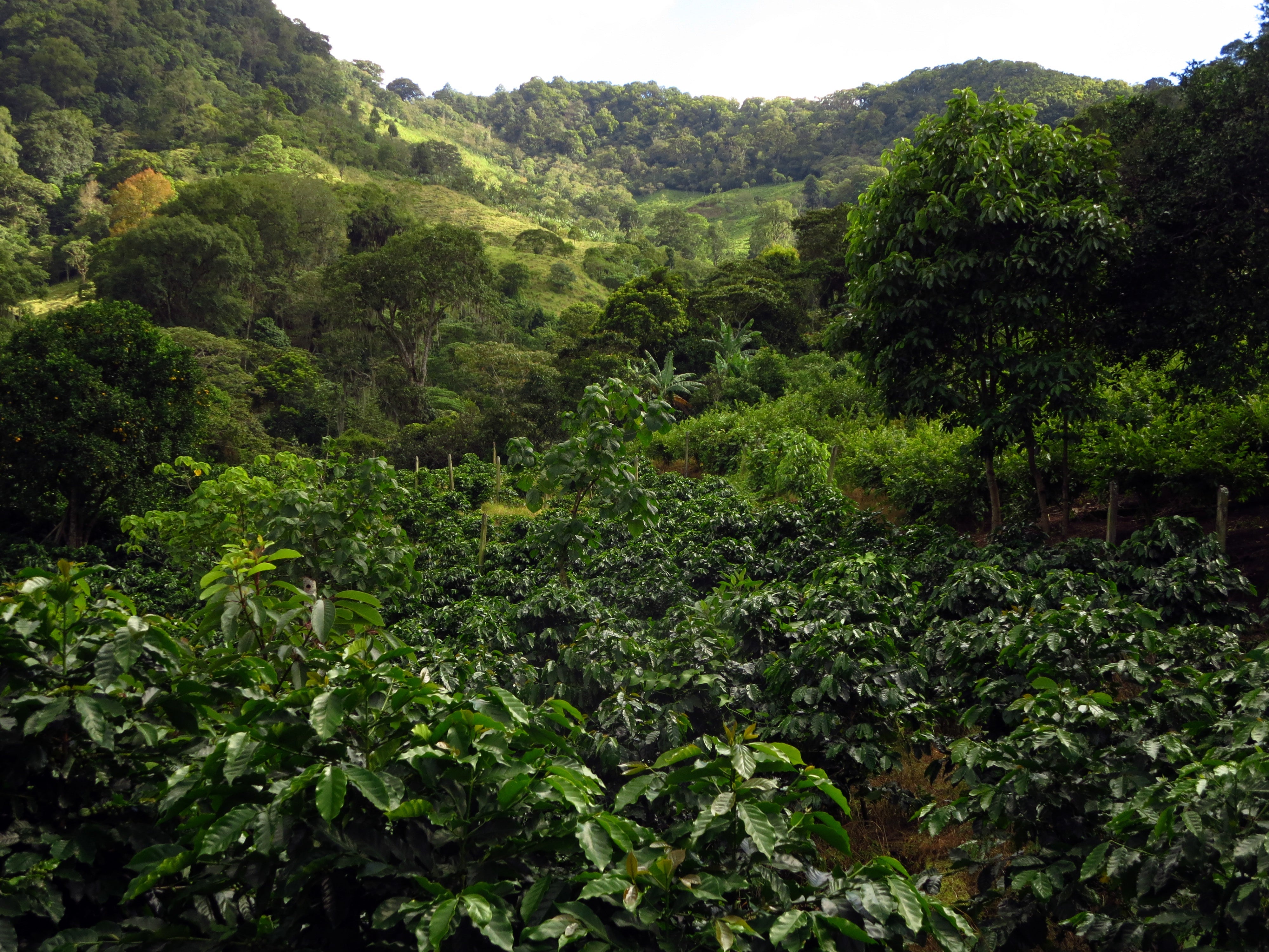 Nicaraguan Green Coffee Beans