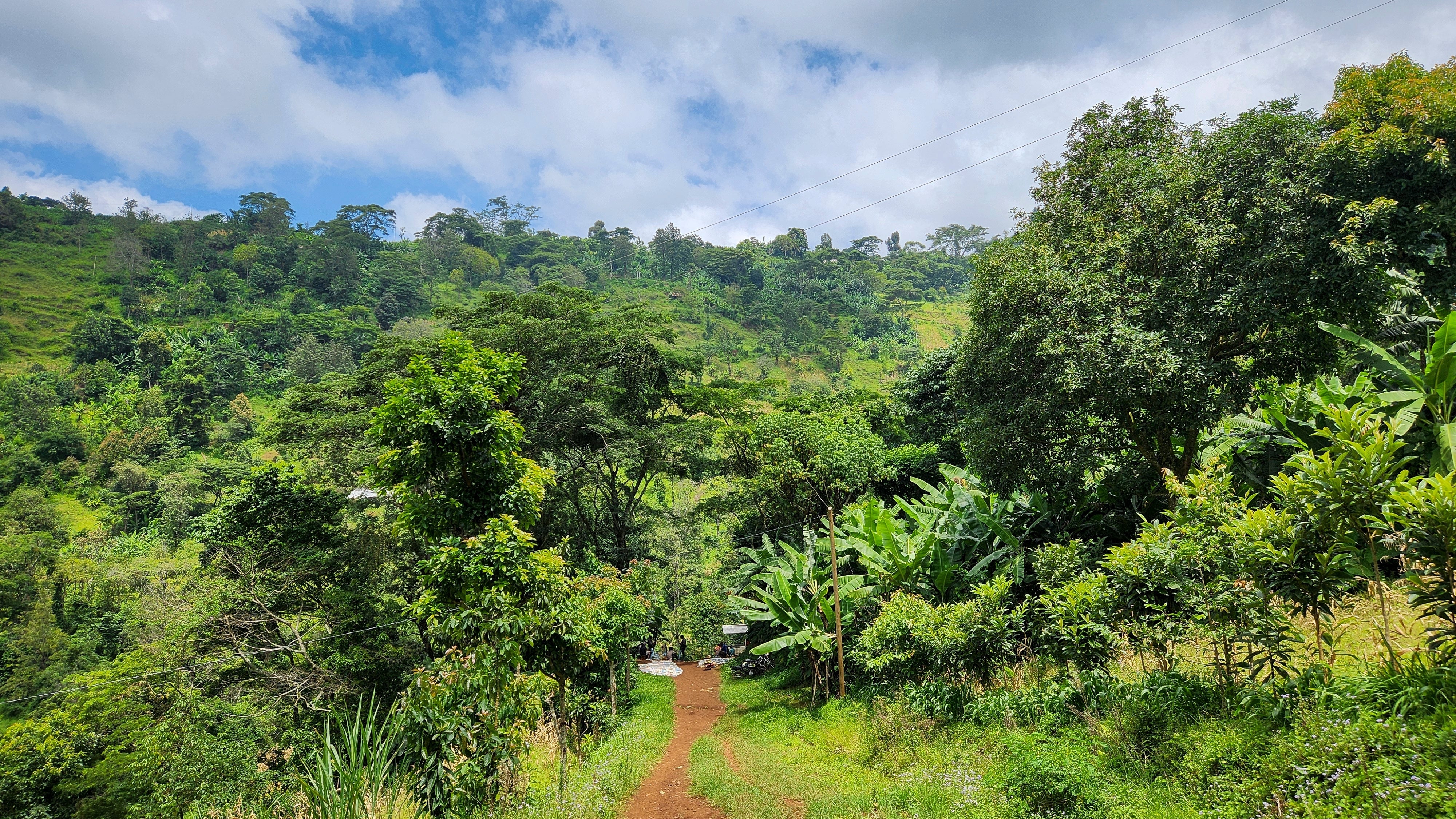 Tanzanian Green Coffee Beans